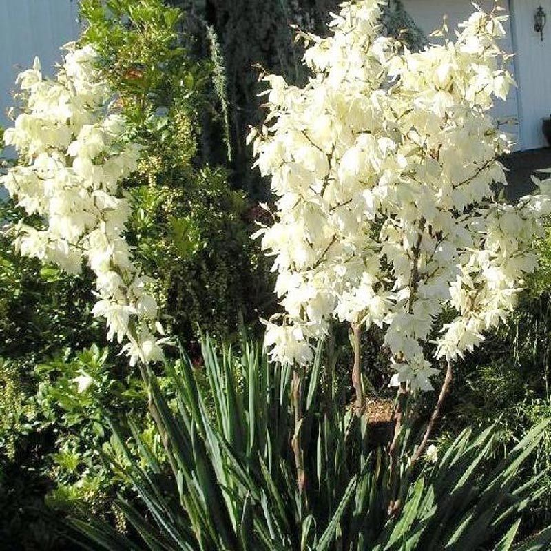 Yucca Filamentosa.